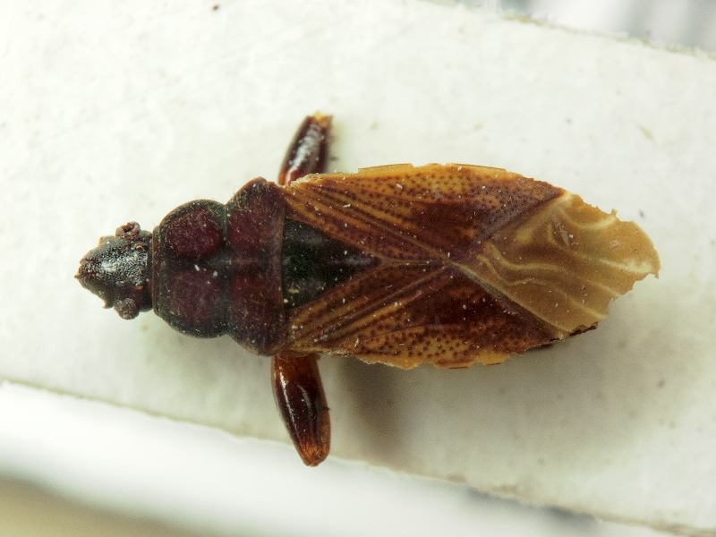 Pachybrachius luridus Hahn, 1826